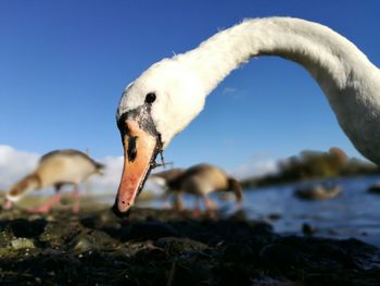 Close-up of bird against clear sky