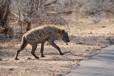 Side view of hyena running