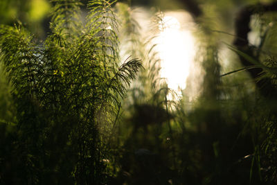 Close-up of fern growing in the summer forest