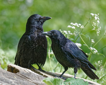 A couple of carrion crows sitting on a tree trunk enjoying the morning sun