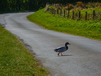 Bird on road by tree