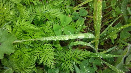 Close-up of plants