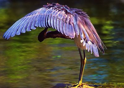 Close-up of bird flying over water
