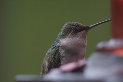 Close-up of bird