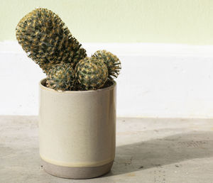 Close-up of succulent plant on table