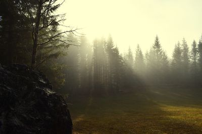 Trees in forest against sky