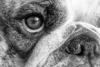 Close-up portrait of a dog