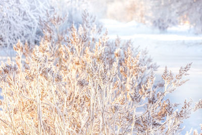 Beautiful snow-covered winter landscape. shrub in frost on the background of the setting winter sun. 