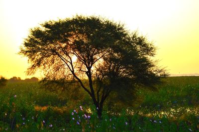 Silhouette of trees on field against sky