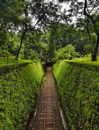 Railroad tracks amidst trees in forest