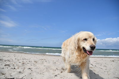 Dog on beach