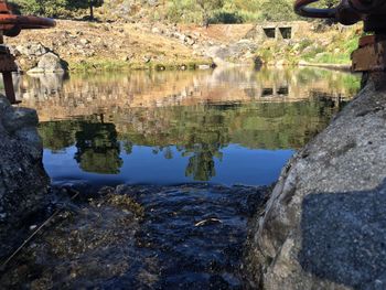 Reflection of trees in water