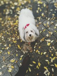 Close-up of dog walking on autumn leaves