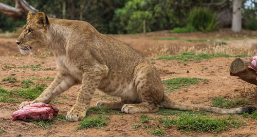 Lion on field