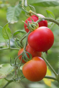 Close-up of tomatoes on plant