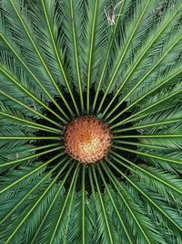 Close-up of palm tree