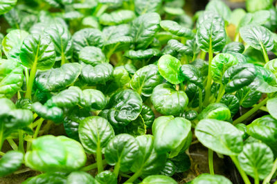 Full frame shot of fresh green leaves