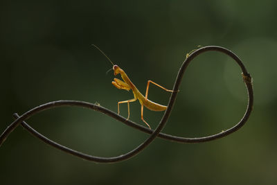 Brown mantis on unique branch