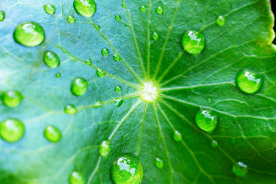 Close-up of wet leaves