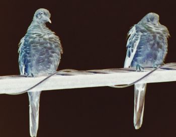 Close-up of glass over black background