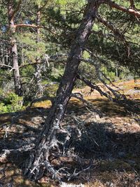 Trees in forest