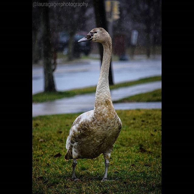 animal themes, bird, animals in the wild, wildlife, focus on foreground, grass, one animal, field, side view, full length, nature, outdoors, beak, two animals, close-up, day, standing, no people, grassy, zoology