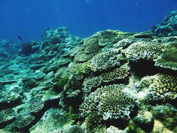 Fish swimming in sea