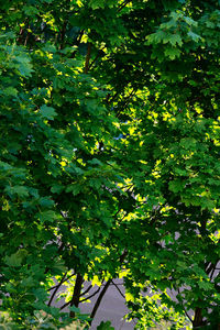 Low angle view of fruits growing on tree