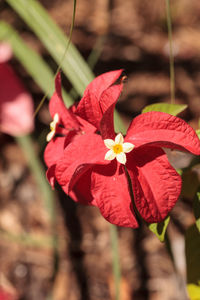 Close-up of red flowering plant