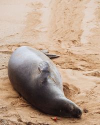 Close-up of sea lion on sand