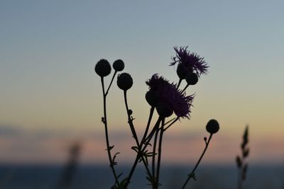 Close-up of thistle against sky during sunset