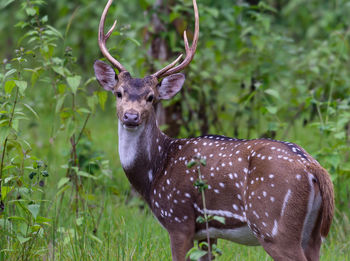 Portrait of deer