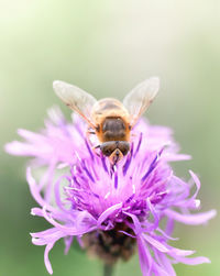 Close-up of bee pollinating on flower