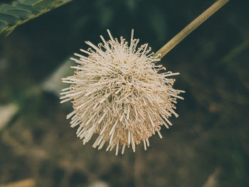 Close-up of white flower