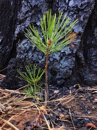 Moss growing on rocks