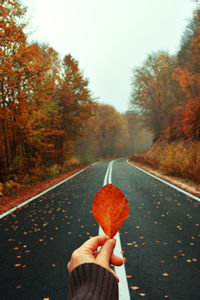 Beech tree leaf and country road on a foggy morning