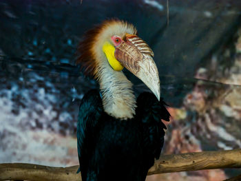 Close-up of bird perching on branch