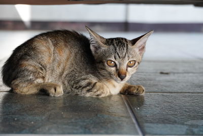 Close-up portrait of a cat