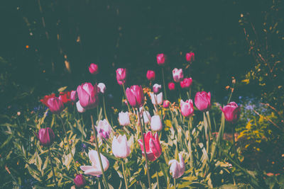 Close-up of pink crocus blooming outdoors