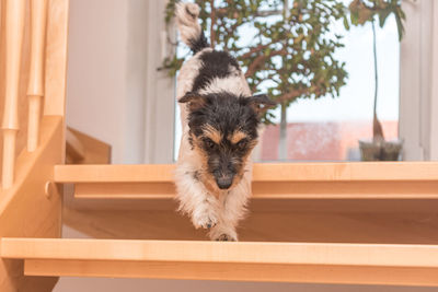 Portrait of dog by railing on staircase