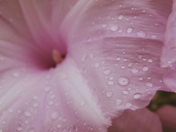 Close-up of wet pink flower