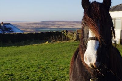 Close-up of horse on field against sky