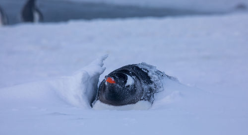 Close-up of horse on snow