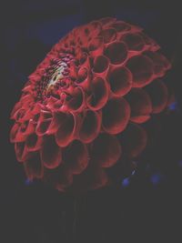 Close-up of flower against black background