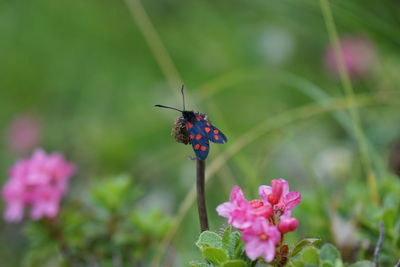 Six-spot burnet and alpenrose