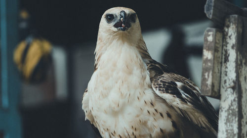 Close-up of owl perching outdoors