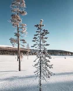 Trees on snow covered field against sky