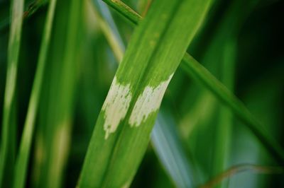 Close-up of green grass