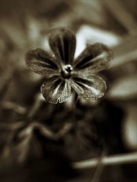 Close-up of flower against blurred background