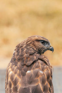 Close-up of a common buzzard